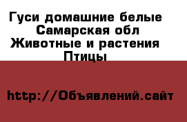 Гуси домашние белые - Самарская обл. Животные и растения » Птицы   